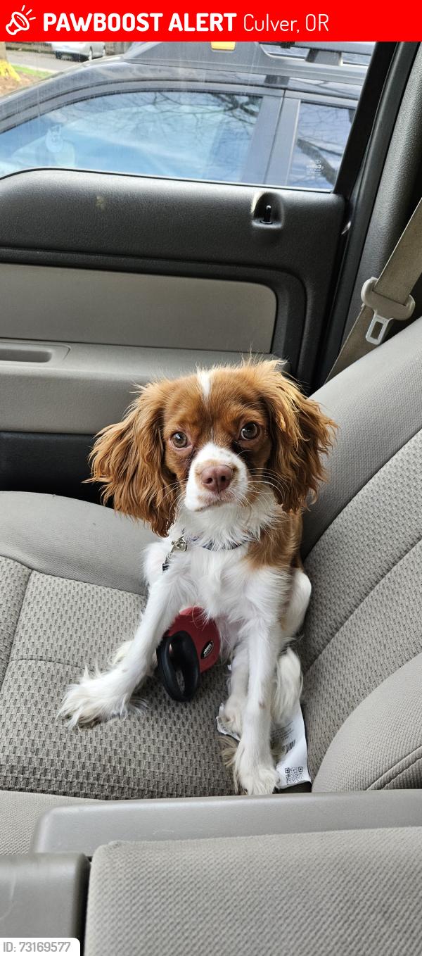 Lost Male Dog last seen Lake Billy Chinook, Culver, OR 97734