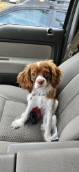 Lost Male Dog last seen Lake Billy Chinook, Culver, OR 97734