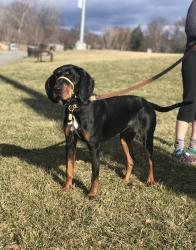 Lost Female Dog last seen Kinderkamack Rd. Westwood, NJ, Westwood, NJ 07675