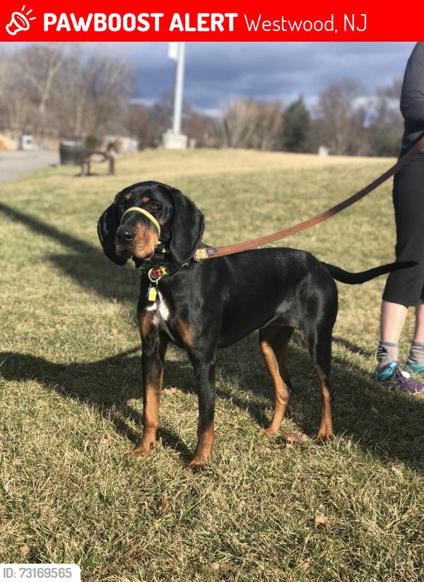 Lost Female Dog last seen Kinderkamack Rd. Westwood, NJ, Westwood, NJ 07675