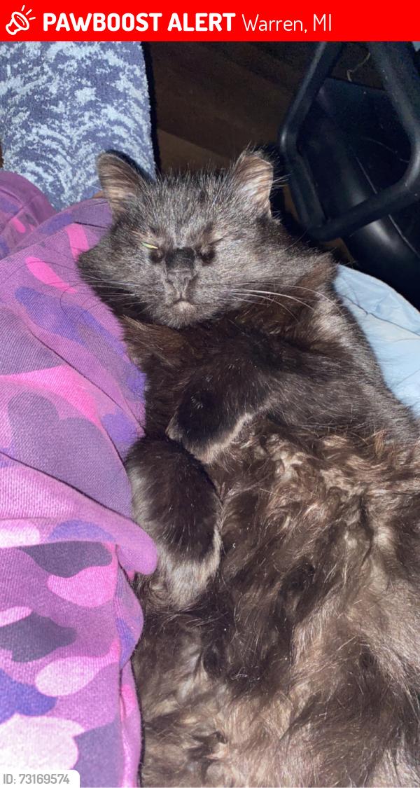 Lost Female Cat last seen Studebaker avenue & cambell avenue & hudson avenue, Warren, MI 48089