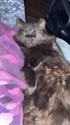 Lost Female Cat last seen Studebaker avenue & cambell avenue & hudson avenue, Warren, MI 48089