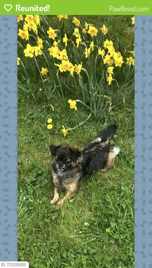 Reunited Female Dog last seen Fort st, Detroit, MI 48217