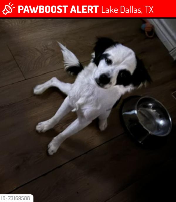 Lost Male Dog last seen Main street, Lake Dallas, TX 75065