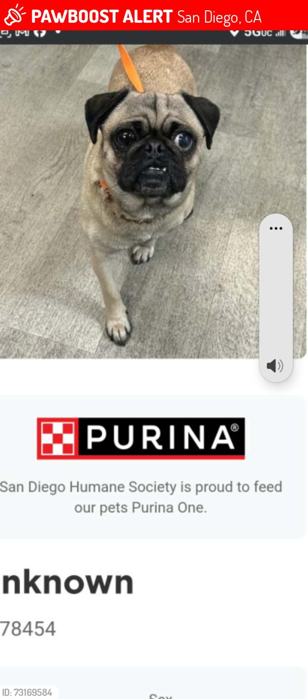 Lost Female Dog last seen Walmart parking lot, San Diego, CA 92154