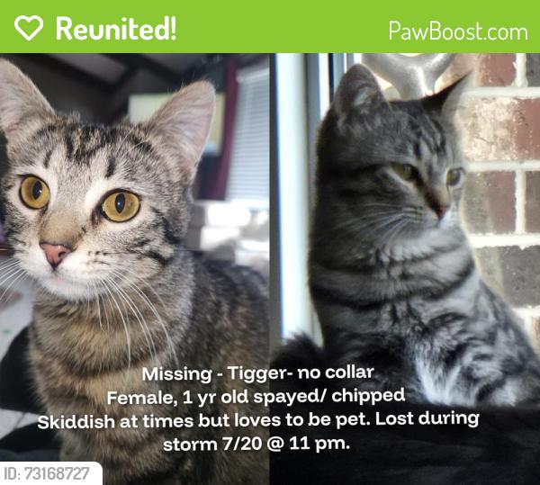 Reunited Female Cat last seen NW 22nd St. & NW 70th Ave, Ankeny, Ankeny, IA 50313