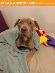 Shelter Stray Female Dog last seen Near Park Heights Unit 1B, 21215, MD, 2490 Giles Rd, Baltimore, MD 21225, USA