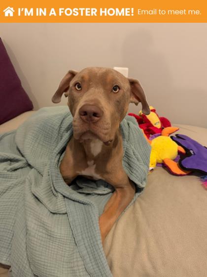Shelter Stray Female Dog last seen Near Park Heights Unit 1B, 21215, MD, 2490 Giles Rd, Baltimore, MD 21225, USA
