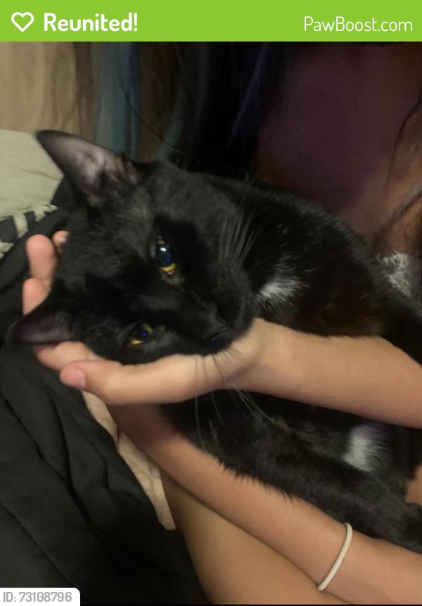 Reunited Male Cat last seen aldebaran way, Mobile, AL 36693