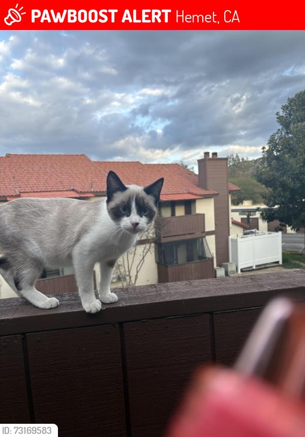 Lost Female Cat last seen Hemet high school, Hemet, CA 92583