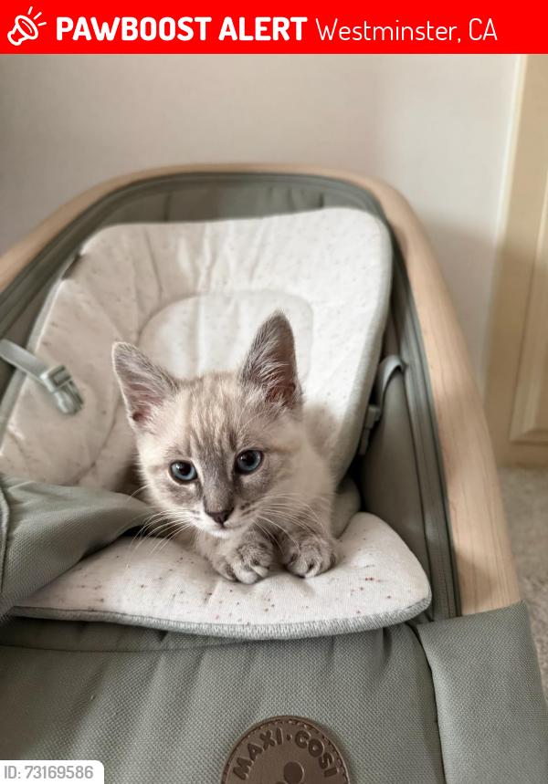 Lost Male Cat last seen Westminster and Milan, Westminster, CA 92683