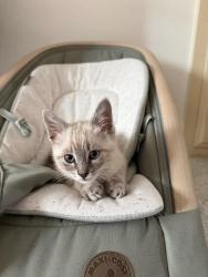 Lost Male Cat last seen Westminster and Milan, Westminster, CA 92683