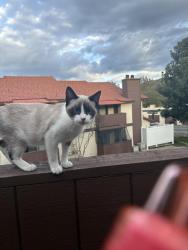 Lost Female Cat last seen Hemet high school, Hemet, CA 92583