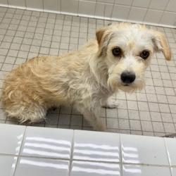 Shelter Stray Female Dog last seen , Oakland, CA, 1101 29th Ave, Oakland, CA 94601, USA