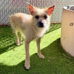 Shelter Stray Male Dog last seen , Oakland, CA, 1101 29th Ave, Oakland, CA 94601, USA