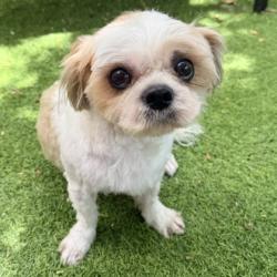 Shelter Stray Female Dog last seen Near 103rd ave, Oakland, CA, 1101 29th Ave, Oakland, CA 94601, USA