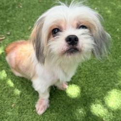 Shelter Stray Male Dog last seen Near 103rd ave, Oakland, CA, 1101 29th Ave, Oakland, CA 94601, USA