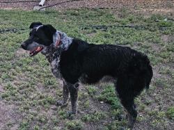 Reunited Female Dog last seen CR 52 & 59, Keenesburg, CO 80643