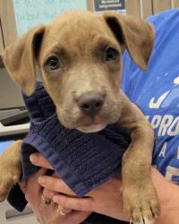Shelter Stray Male Dog last seen e 41st and Holmes St, 64110, 64110, MO, 7077 Elmwood Ave, Kansas City, MO 64132, USA