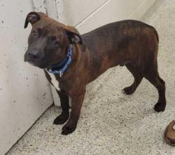 Shelter Stray Male Dog last seen Broadway Blvd & W 37th St, KCMO, 64052, 64111, MO, 7077 Elmwood Ave, Kansas City, MO 64132, USA