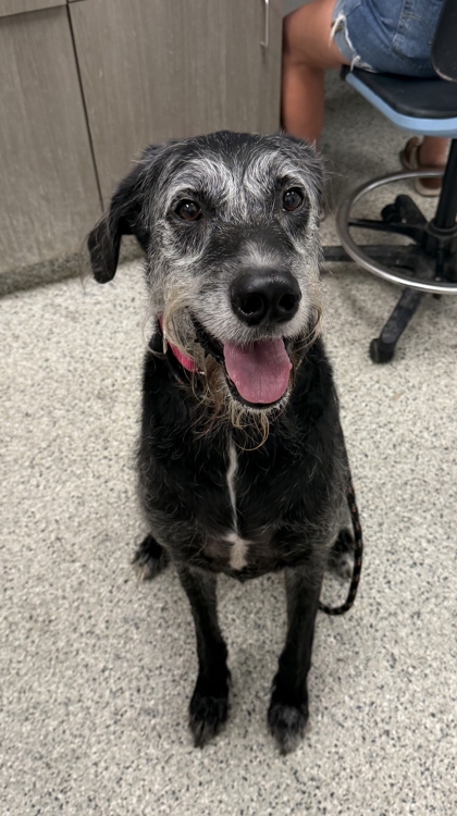 Shelter Stray Male Dog last seen Near N Walrond, 64156, MO, 7077 Elmwood Ave, Kansas City, MO 64132, USA