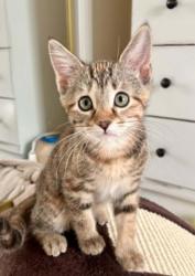 Shelter Stray Female Cat last seen Near Winchester Avenue, 64134, MO, 7077 Elmwood Ave, Kansas City, MO 64132, USA