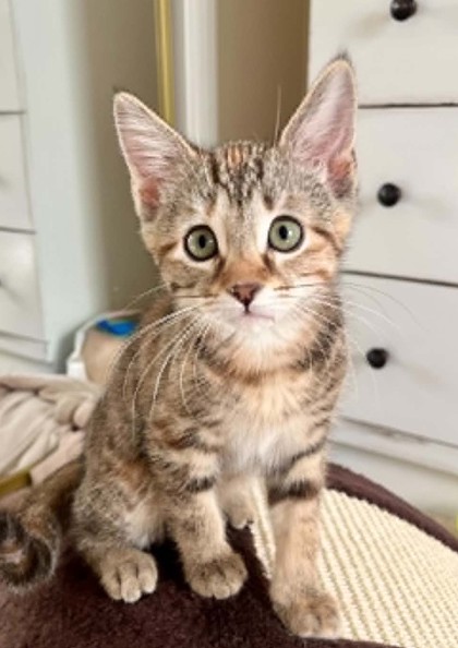 Shelter Stray Female Cat last seen Near Winchester Avenue, 64134, MO, 7077 Elmwood Ave, Kansas City, MO 64132, USA