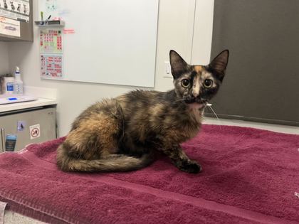 Shelter Stray Female Cat last seen Near Topping Avenue, 64126, MO, 7077 Elmwood Ave, Kansas City, MO 64132, USA