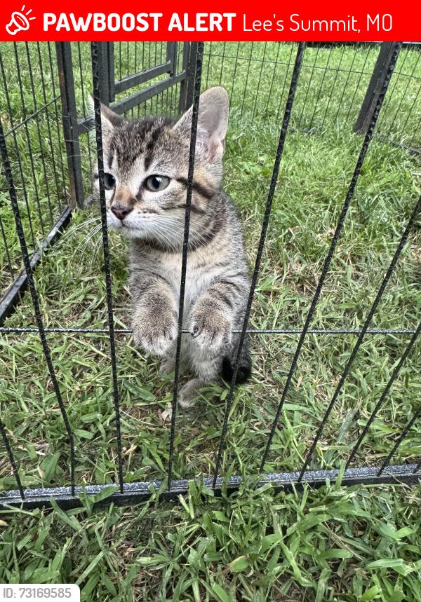 Lost Male Cat last seen Blue Parkway & Todd George, Lee's Summit, MO 64063