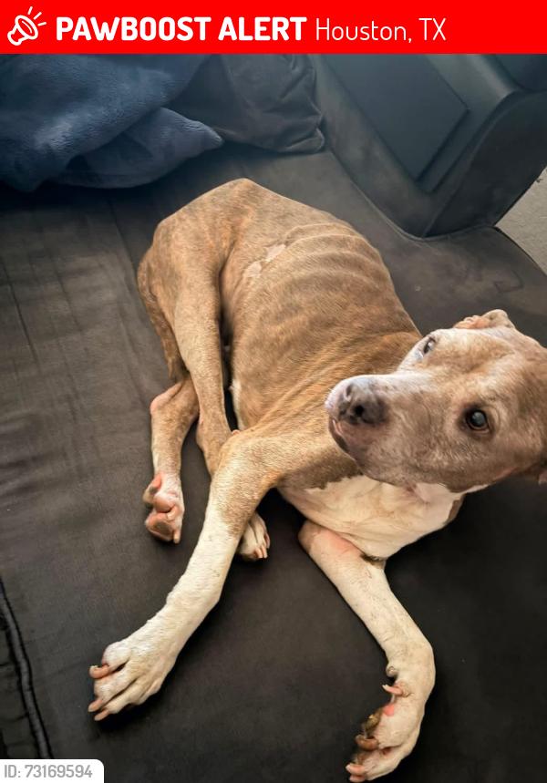 Lost Female Dog last seen Sassoon and Saint Laurent, Houston, TX 77044