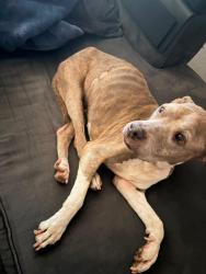 Lost Female Dog last seen Sassoon and Saint Laurent, Houston, TX 77044