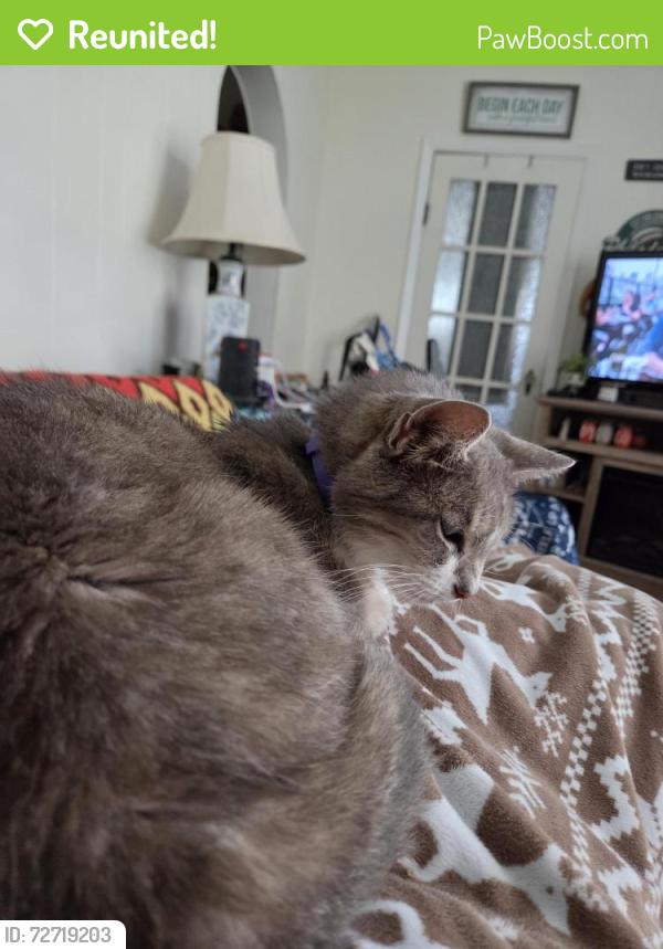 Reunited Female Cat last seen Henry and yerkes, Collegeville, PA 19426