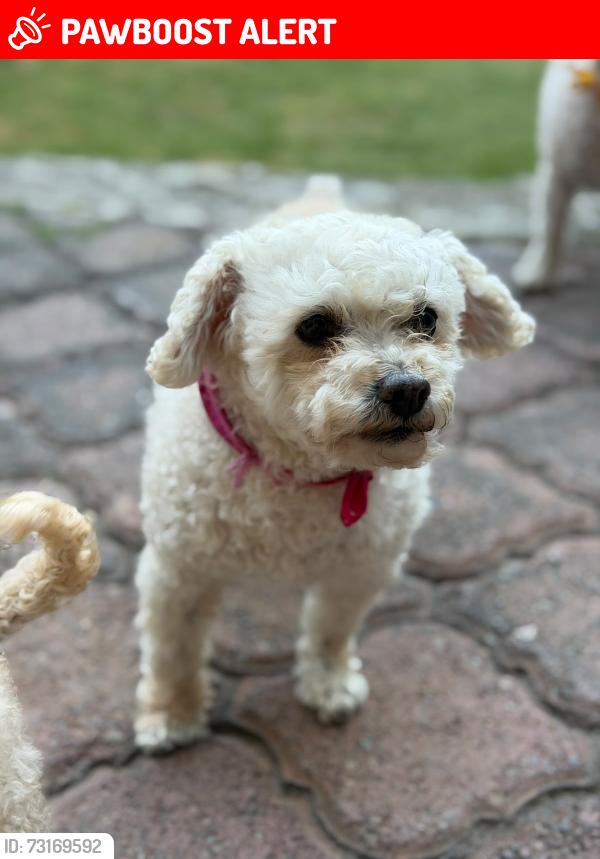 Lost Female Dog last seen Primer casa en la cuchilla. Enfrente de un parque de una virgen de Guadalupe, Naucalpan de Juárez, Méx. 53260