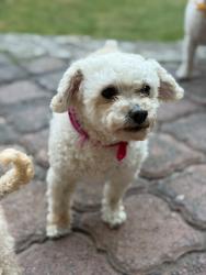 Lost Female Dog last seen Primer casa en la cuchilla. Enfrente de un parque de una virgen de Guadalupe, Naucalpan de Juárez, Méx. 53260