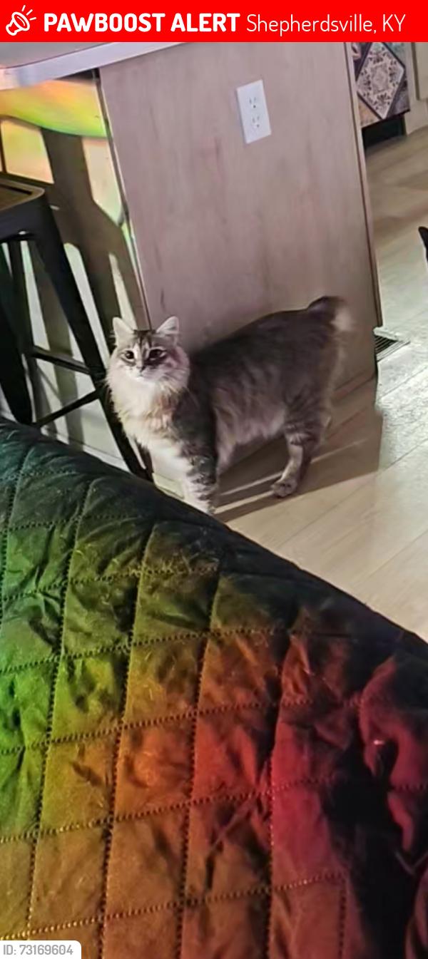 Lost Male Cat last seen Autumn Leaf, Shepherdsville, KY 40165