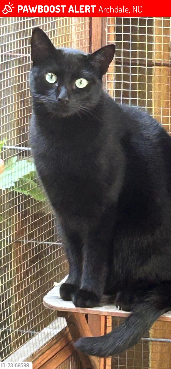 Lost Male Cat last seen Woods in Brittany Square, Archdale, NC 27263