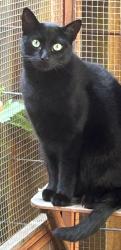 Lost Male Cat last seen Woods in Brittany Square, Archdale, NC 27263