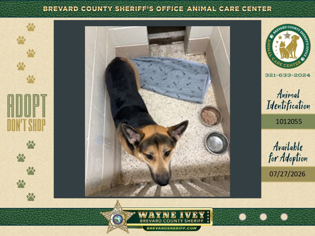 Shelter Stray Female Dog last seen FL, 5100 W Eau Gallie Blvd, Melbourne, FL 32934, USA