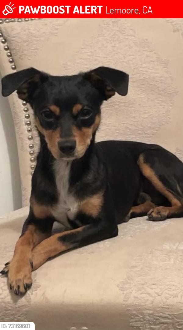 Lost Male Dog last seen E Cinnamon and Hanford armona, Lemoore, CA 93245