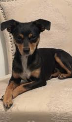 Lost Male Dog last seen E Cinnamon and Hanford armona, Lemoore, CA 93245