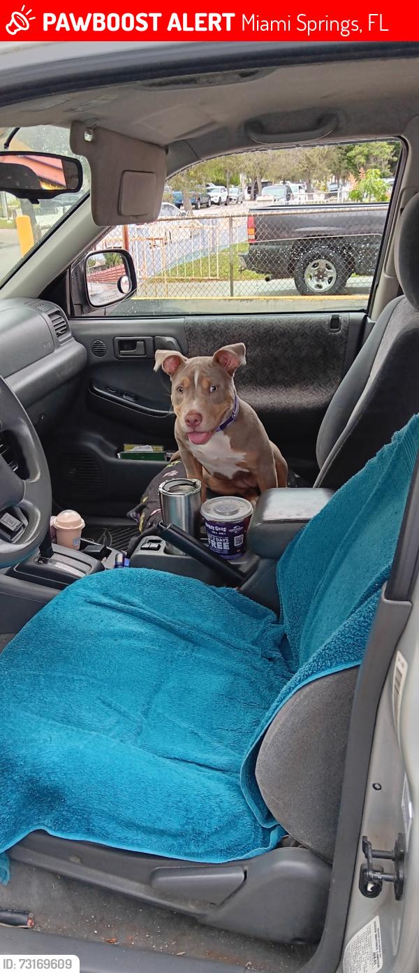 Lost Female Dog last seen East dr, Miami Springs, FL 33010