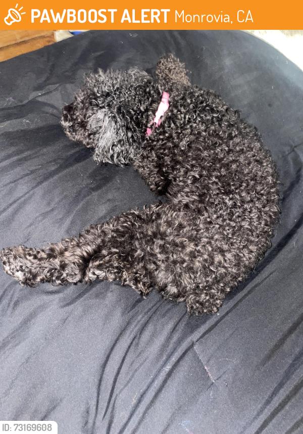 Found/Stray Female Dog last seen Tzu Chi Character School, Monrovia, CA 91016