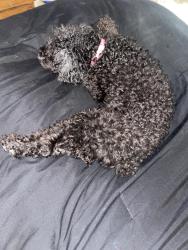 Found/Stray Female Dog last seen Tzu Chi Character School, Monrovia, CA 91016