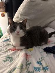 Lost Male Cat last seen Between Erie Dr and Union Hall Rd, Clarksville, TN 37040