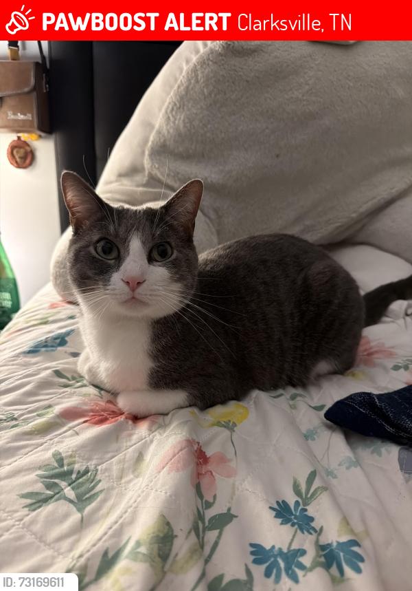 Lost Male Cat last seen Between Erie Dr and Union Hall Rd, Clarksville, TN 37040