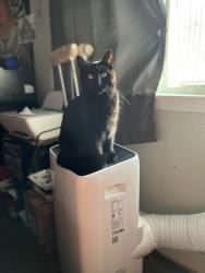 Lost Female Cat last seen N 4th Ave & Benson Road, Sioux Falls, SD 57104