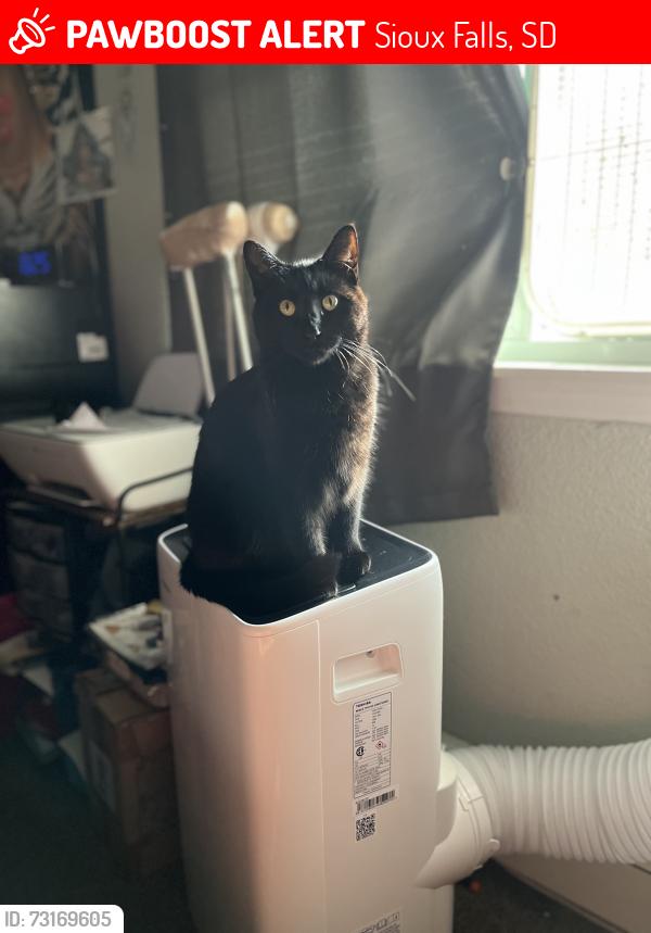 Lost Female Cat last seen N 4th Ave & Benson Road, Sioux Falls, SD 57104
