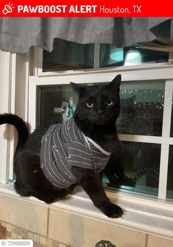Lost Male Cat last seen between Yellowstone and Perry streets off MLK boulevard., Houston, TX 77021