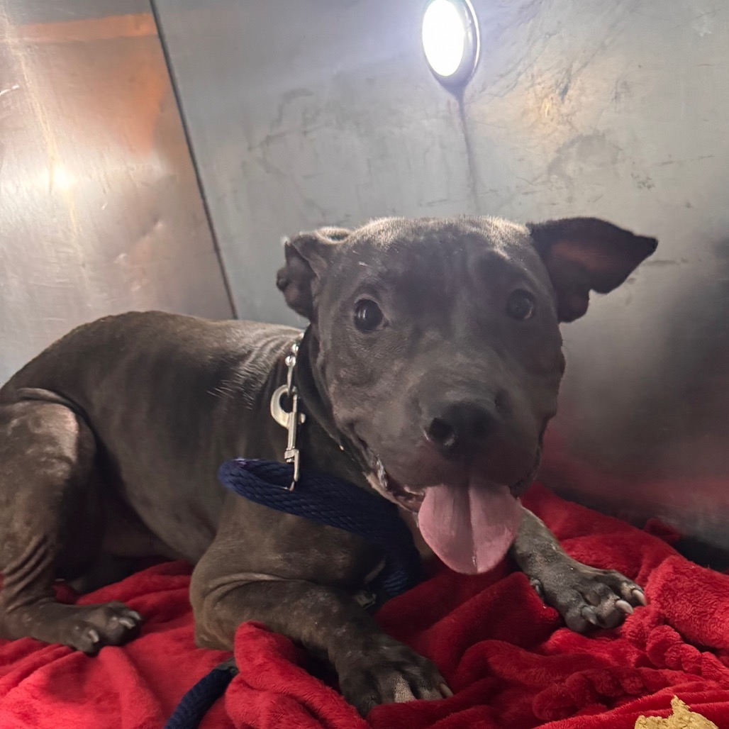 Shelter Stray Male Dog last seen , Animal Care & Control Team of Philly, 111 W Hunting Park Ave, Philadelphia, PA 19140, USA