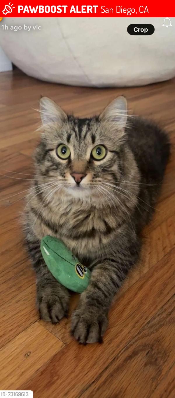 Lost Male Cat last seen Redding Rd, San Diego, CA 92115